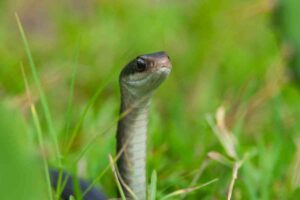 Serpente