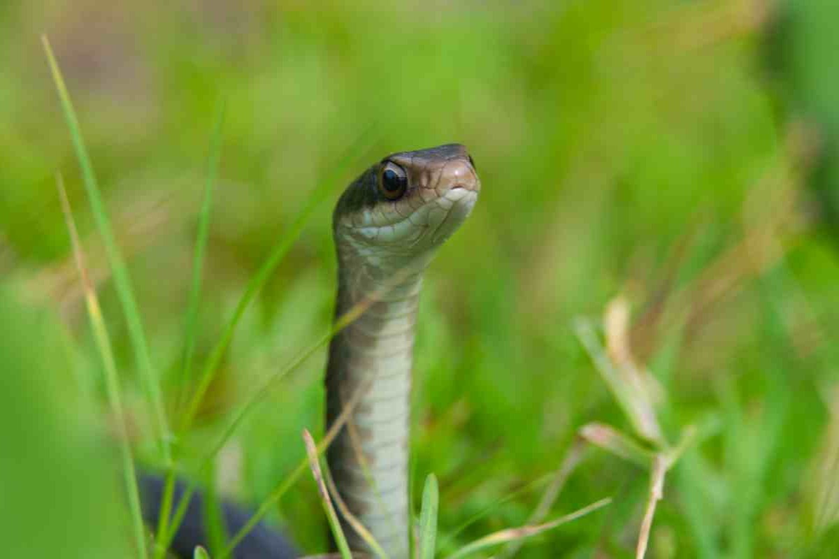 Serpente
